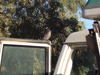 Du betrachtest gerade Von Arkaroola zur Coward Springs Railway Site