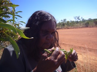 Du betrachtest gerade Tennant Creek